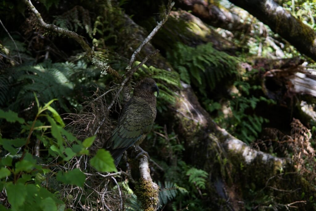 Une photo d’un Kea, oiseau endémique de l’île, prise sur le chemin de la randonnée 