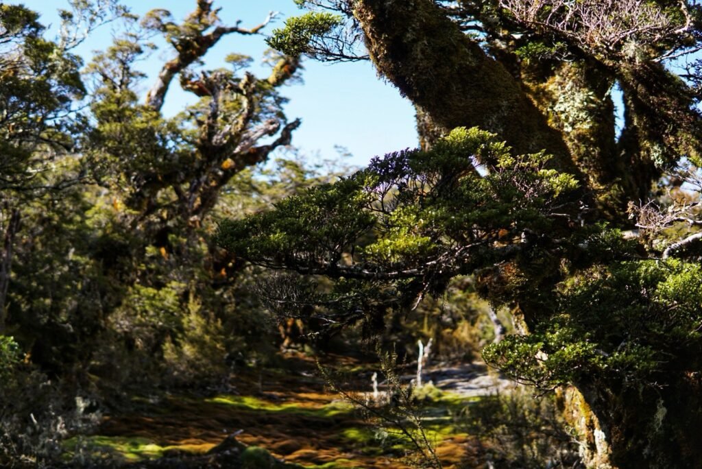 Une forêt somptueuse le long de l’Alpine Nature Walk au sommet du Key Summit