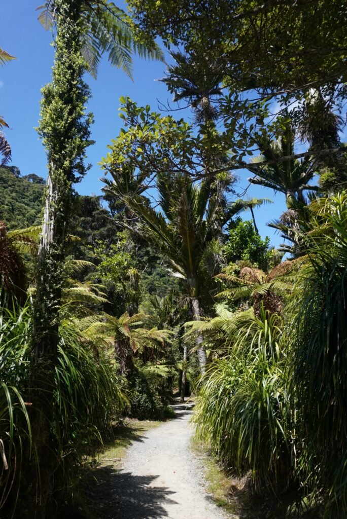 Photo de la végétation rencontrée pendant la randonnée dans le Paparoa National Park