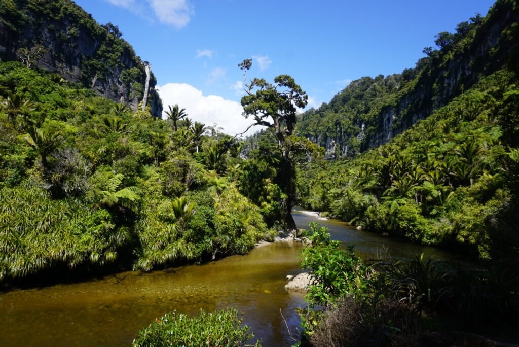 Photo de la Pororari River entourée de végétation tropicale. 