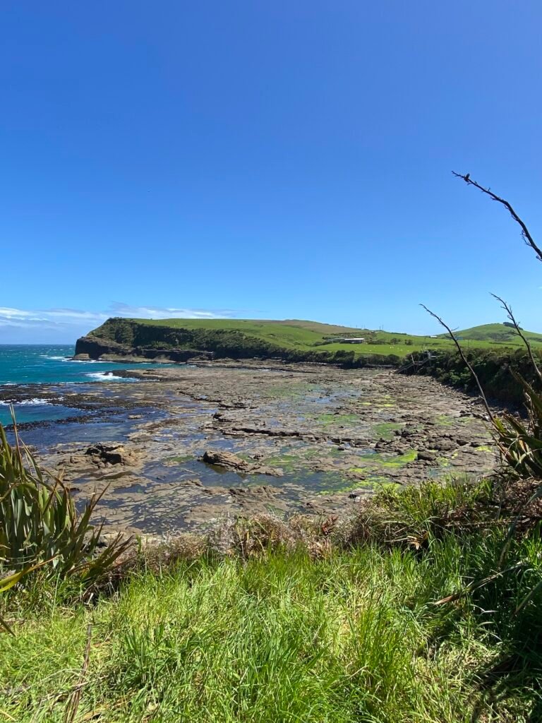 La forêt fossilisée de Curio Bay 