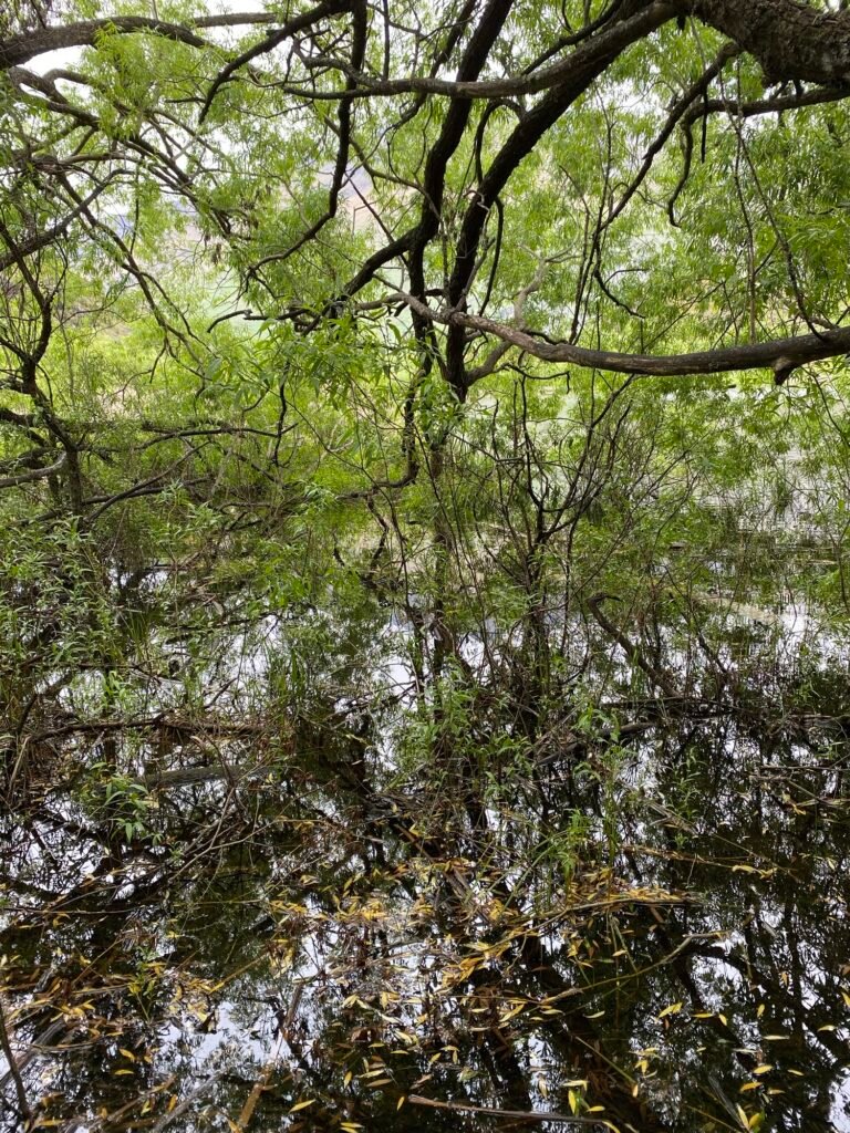 Le reflet des arbres sur un lac pendant la randonnée 