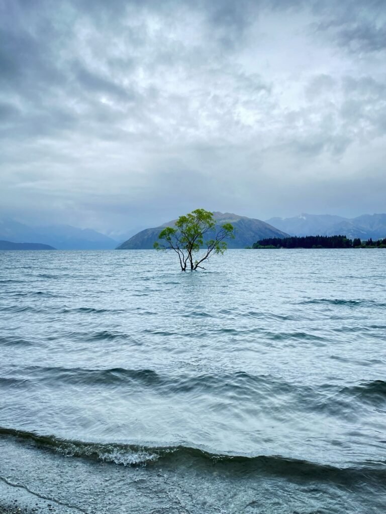 Le Wanaka Tree qui sort hors du lac 
