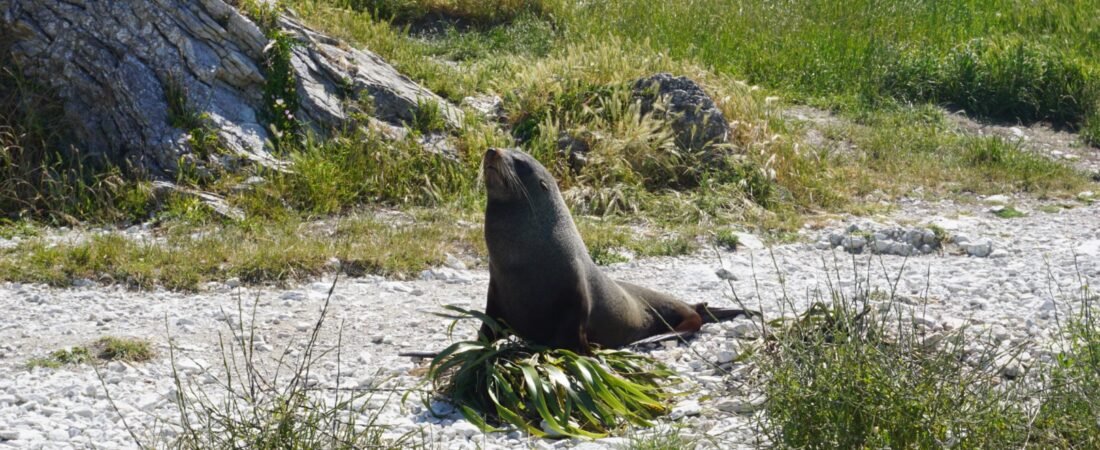 Visiter&nbsp;Kaikoura&nbsp;: que faire en 2 jours sur la côte Est de la Nouvelle-Zélande